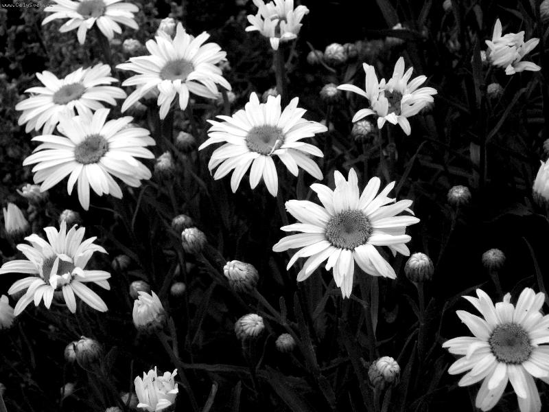 Foto: Kopretina B&W